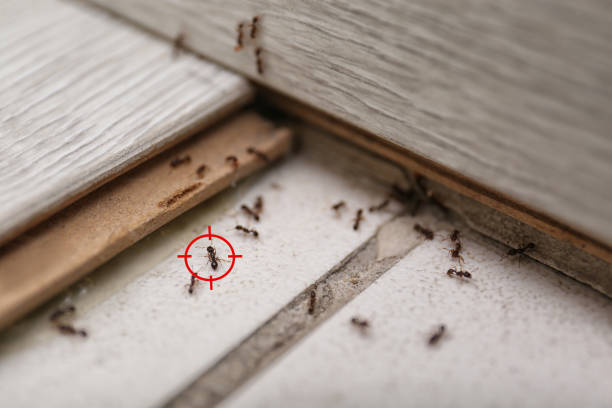 Reliable Gentry, AR Pest Control Solutions