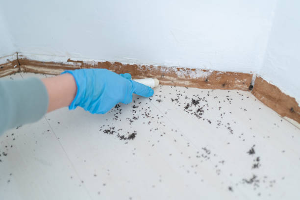 Best Flea Control Services  in Gentry, AR
